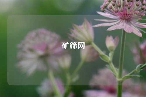 矿筛网
