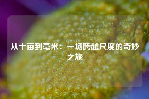 从十亩到毫米:一场跨越尺度的奇妙之旅